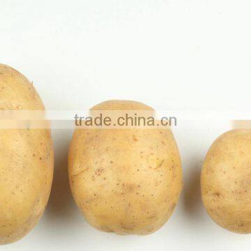 Holland Potato Pack in Mesh Bag or Carton photo-6
