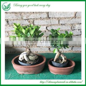 Decorative Ginseng Ficus Microcarpa