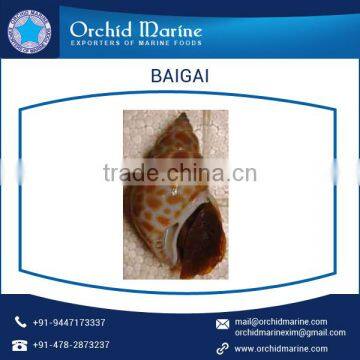 Top Quality Highly Demanded Shell Baigai IQF at Low Market Price photo-3