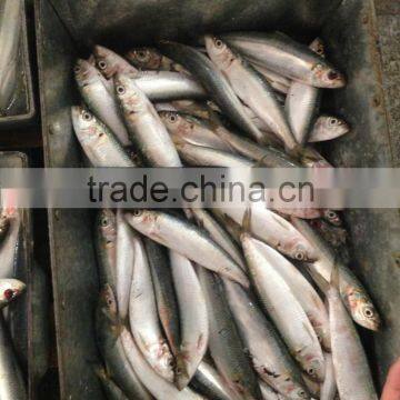 Superior Quality Sardine for Bait on Sale photo-2