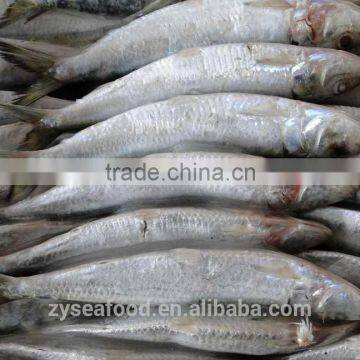 Frozen Sardine Fish for Can photo-3