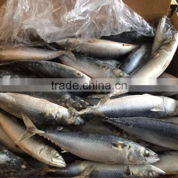 Frozen Mackerel 300-400g 2016 photo-2