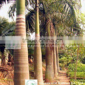 Roystonea regia palm trees