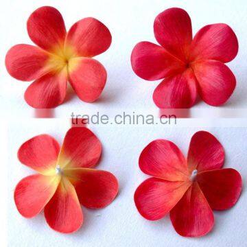 Plumeria frangipani flower head realistic look flower