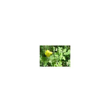 Celandine (Greater) Extract