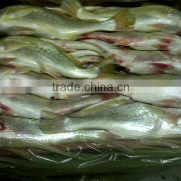 Frozen Mexico Yellow Croaker