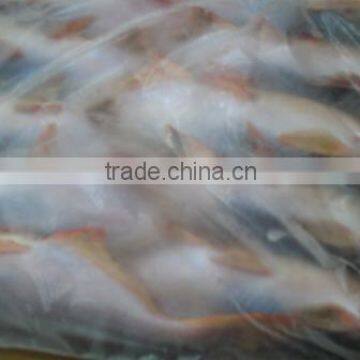 FROZEN WHOLE ROUND PANGASIUS