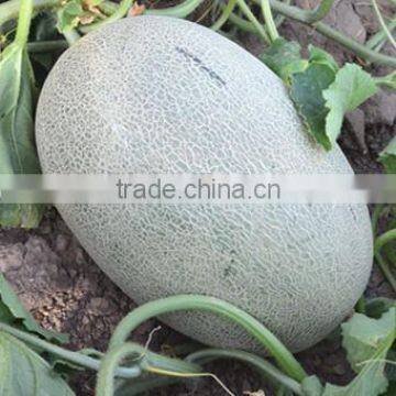 Red Star No.3 middle mature hybrid f1 melon seeds