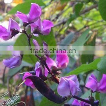 Purple Haricot,phaseolus, flower seeds , herb seed,vegetalbe seed,fruit seed,grass seed