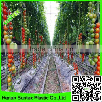 Suntex supply LDPE plastic agricultural mulch film for tomato growth                        
                                                Quality Choice