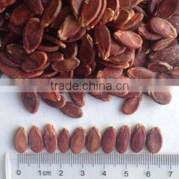 Chinese Watermelon Seed Wholesaler China Supplier photo-2