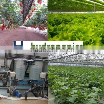 Hydroponic Controllers, Greenhouses and Commercial Hydroponic Systems for Tomato, Lettuce and Strawberry Production