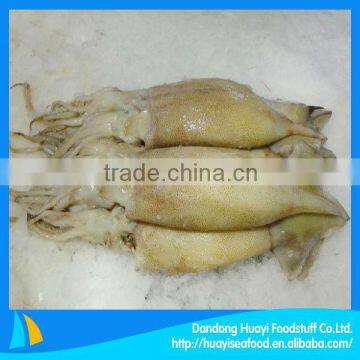 high quality fresh squid for sale