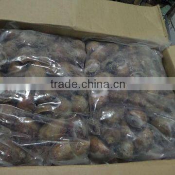 FROZEN LOLIGO SQUID WHOLE photo-2