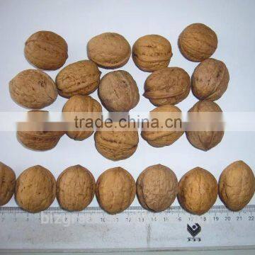 Factory Price Chinese Bulk Walnut in Shell Size of 28mm photo-6