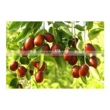 fresh Dried red Chinese dates/jujube