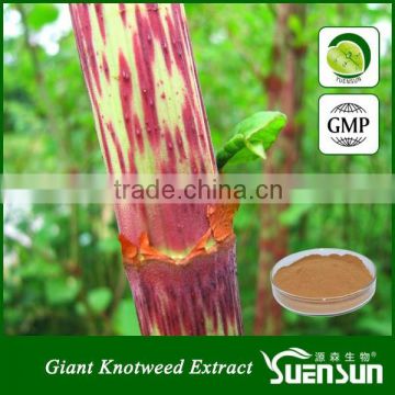 100% pure natural giant knotweed extract resveratrol manufacturers