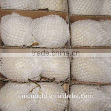 Light Yellow Fresh ya Pear Bulk Purchase photo-3