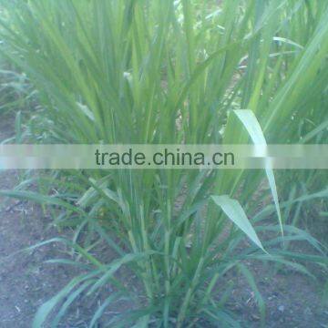 High Output Screw Oak Grass Hydraulic Juice Press Machine for Sale photo-5