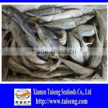 Trachurus Trachurus Fish Frozen Horse Mackerel Seafood