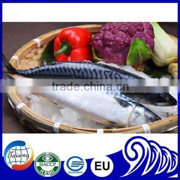 Frozen Pacific Mackerel Prices