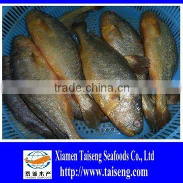 Frozen Fish Whole Round Yellow Croaker