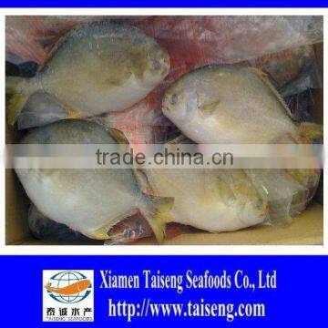 400-600g Golden Pompano Frozen Golden Pomfret photo-5