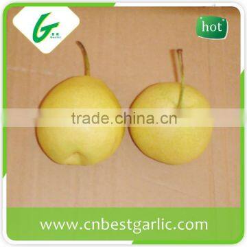 9kg fresh shandong pear