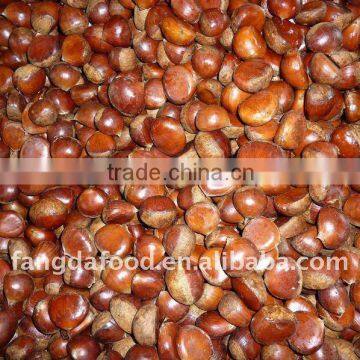 new crop of chestnut/china chestnut