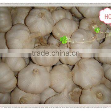 WHOLESALE GARLIC CROP 2015