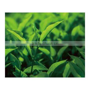 Delicious and Healthy Organic Matcha Green Tea Powder at Reasonable Prices , Small Lot Order Available