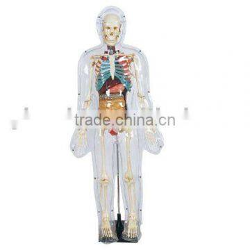 Model of transparent human 85cm