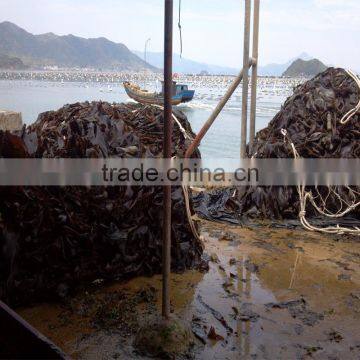 Hot Sale Dried Kelp Strip,raw Seaweed,bulk Kelp photo-6