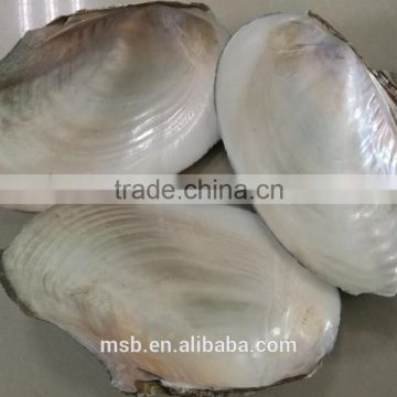 White mother of pearl farmed freshwater raw river shell