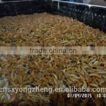 Pet Food Good Quality High Protein 2.8 cm Freeze Dried Mealworm photo-6