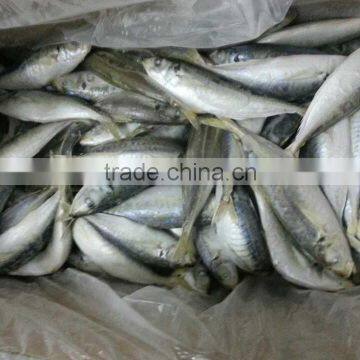 frozen clean horse mackeral on sale