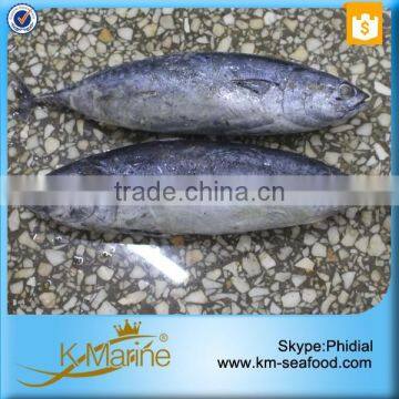 Fresh Whole Frozen Bullet Tuna photo-4