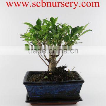 Ficus 20cm Ball