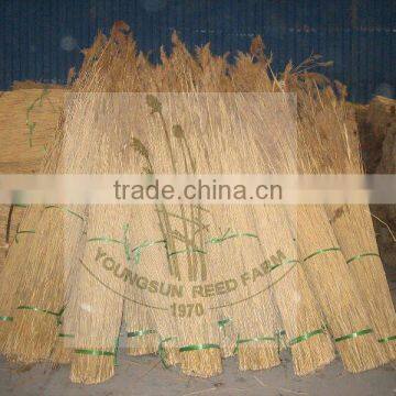 water reed for thatching roof