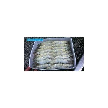 Raw Black Tiger Shrimp HOSO Semi IQF