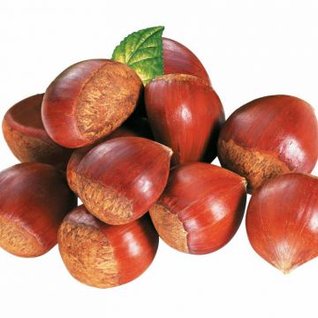 Sell Like Hot Cakes Wholesale Prices Quality Fresh Delicious Chestnut Price