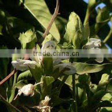 Premium Quality Malabar Nut For Bulk Suppliers