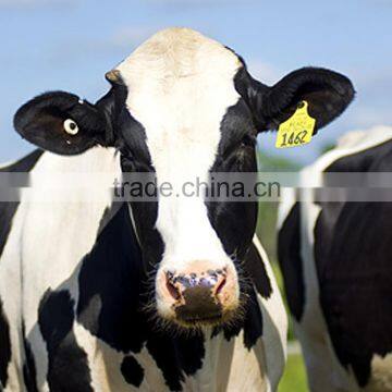 VANCH RFID Animal Ear Tag/WIFI Rfid Reader for Cattle Tracking Management photo-3