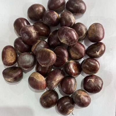 Chestnut Snack Organic Healthy Snack Fresh Chestnut