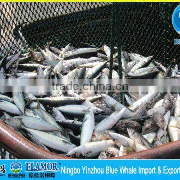 150g 250g 150-250g 150/250g 250g mackerel