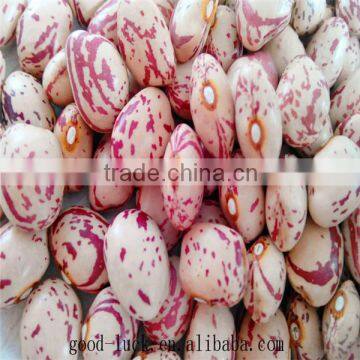 light speckled kidney beans price