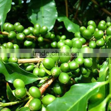 coffee bean extract chlorogenic acid from food additives manufacturer