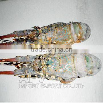 Frozen Lobster Vietnam