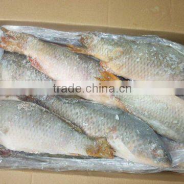 carp