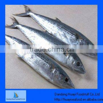 pacific mackerel seafood fish live